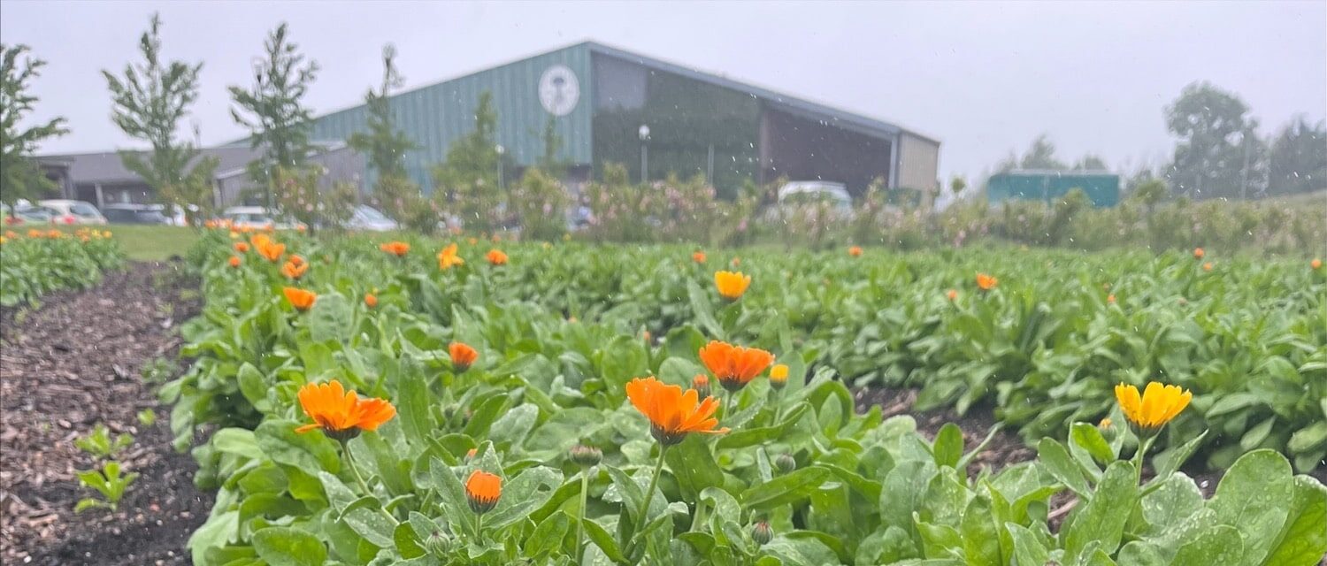 Calendula Flowers at at Peacemarsh - Neal's Yard Remedies Eco-Factory